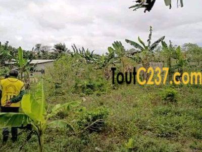 Terrain à vendre à Japoma, Douala