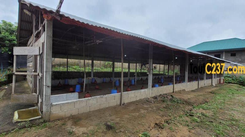 Fonds de commerce d'une ferme à vendre à Douala