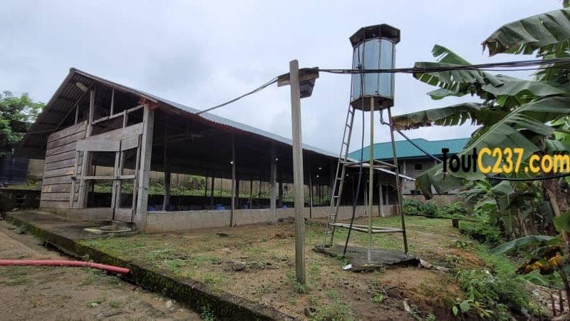 Fonds de commerce d'une ferme à vendre à Douala