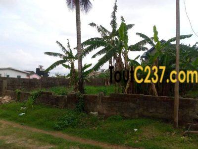 Terrain à vendre à Kotto Maurivana Douala