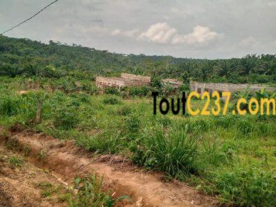 Terrain à vendre à Douala Ngoma