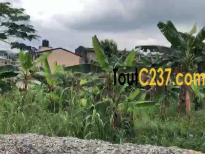 Terrain a vendre à Logbessou Douala