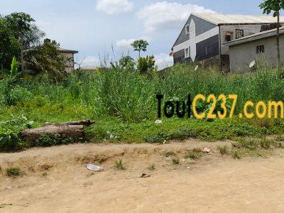 Terrain à vendre à Logbessou Douala